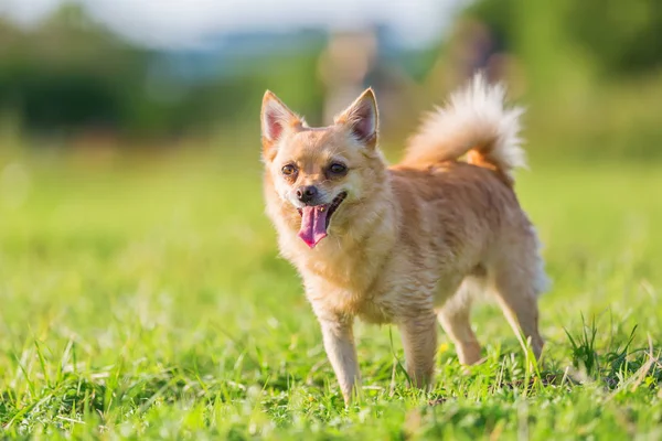 Porträtt av en söt chihuahua hund — Stockfoto