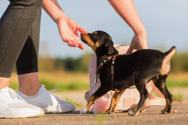 Mujer quiere llevar un pinscher híbrido cachorro perro — Foto de Stock