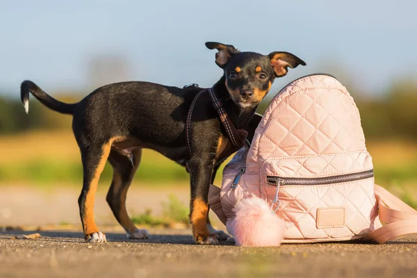 Pinč hybridní štěně v ženské kabelky — Stock fotografie