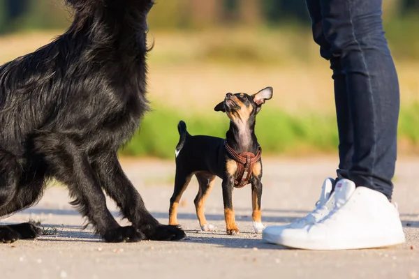 Pinscher melez köpek yavrusu ve siyah köpek bir adam önünde stand