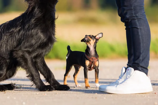 Pinscher híbrido cachorro y negro perro stand en frente de un hombre — Foto de Stock