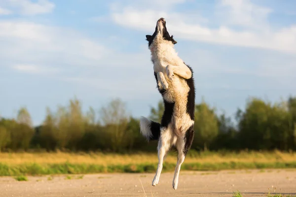 Border collie jumps for a thrown treat — Stock Photo, Image