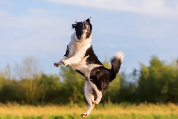 Border collie jumps for a thrown treat — Stock Photo, Image