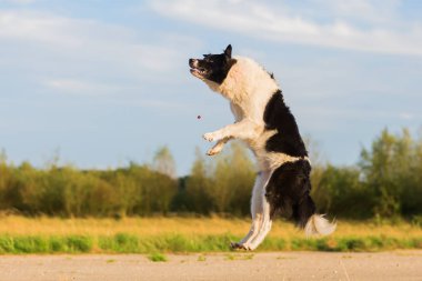 kenar kömür ocağı atılmış bir tedavi için atlar