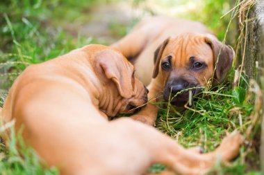 açık havada iki Rodezya Ridgeback kukla haşarılık Çubuklu