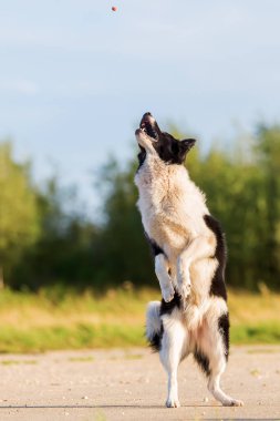 kenar kömür ocağı atılmış bir tedavi için atlar