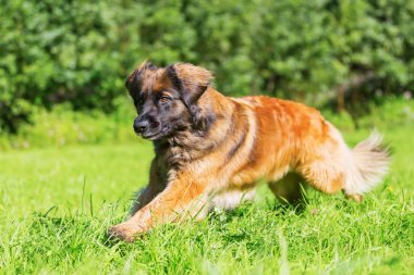 Leonberger köpek çayır üzerinde çalışır