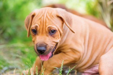 Rodezya Ridgeback köpek yavrusu portresi