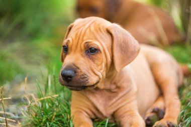 Rodezya Ridgeback köpek yavrusu portresi