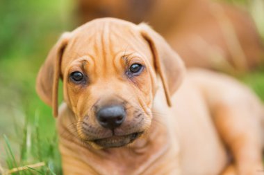 Rodezya Ridgeback köpek yavrusu portresi