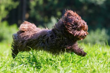 Çayır üzerinde çalışan havanese köpek