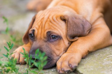 Rodezya Ridgeback köpek yavrusu portresi