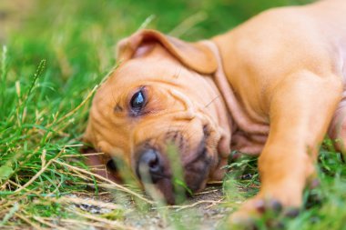 Rodezya Ridgeback köpek yavrusu portresi