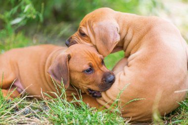 açık havada iki Rodezya Ridgeback kukla haşarılık Çubuklu