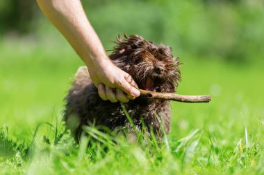 çayır bir Havanese köpek ile kadın çalış
