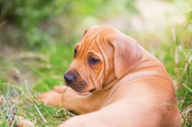 Rodezya Ridgeback köpek yavrusu portresi