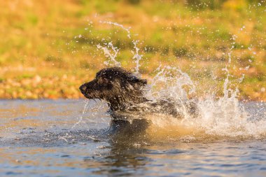 siyah köpek bir gölde çalış