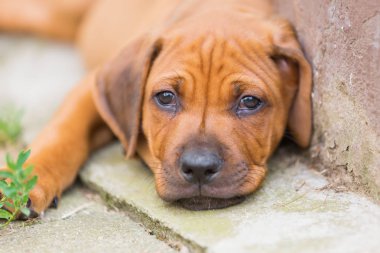 Rodezya Ridgeback köpek yavrusu portresi