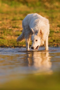 Beyaz Alman kurdu içme suyu bir Gölü