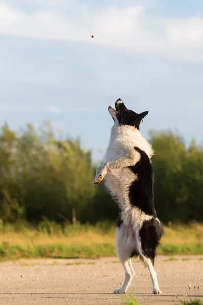 Border collie jumps for a thrown treat — Stock Photo, Image