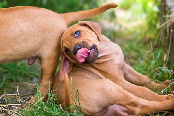 Two Rhodesian Ridgeback puppies romp outdoors — Stock Photo, Image