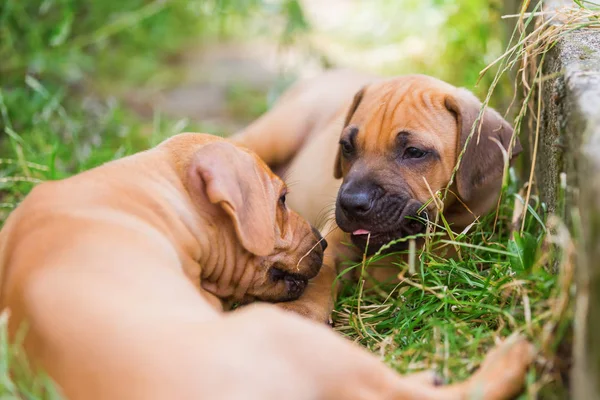 Twee Rhodesian Ridgeback puppies buitelen buitenshuis — Stockfoto
