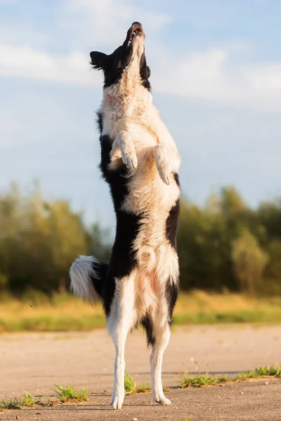 Border collie jumps for a thrown treat — Stock Photo, Image