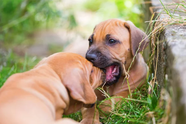 Twee Rhodesian Ridgeback puppies buitelen buitenshuis — Stockfoto