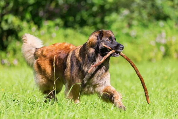 Собака Леонбергера с веткой в морде ходит по лугу — стоковое фото