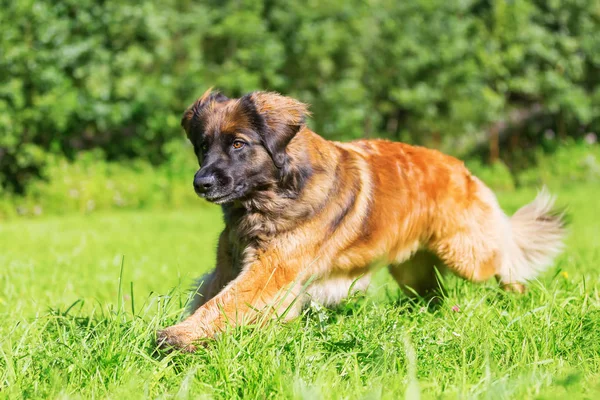 Leonberger köpek çayır üzerinde çalışır