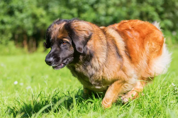 Leonberger dog runs over the meadow