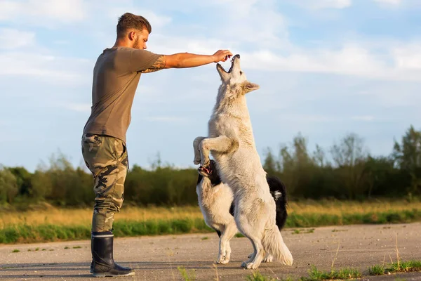 Genç adam açık havada iki köpek ile çalış — Stok fotoğraf