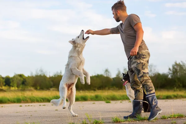 Genç adam açık havada iki köpek ile çalış — Stok fotoğraf