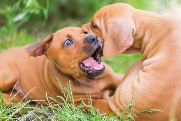 Två Rhodesian Ridgeback valpar stoja utomhus — Stockfoto