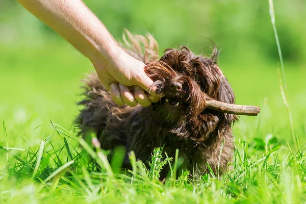 Femme joue avec un chien Havanais dans la prairie — Photo