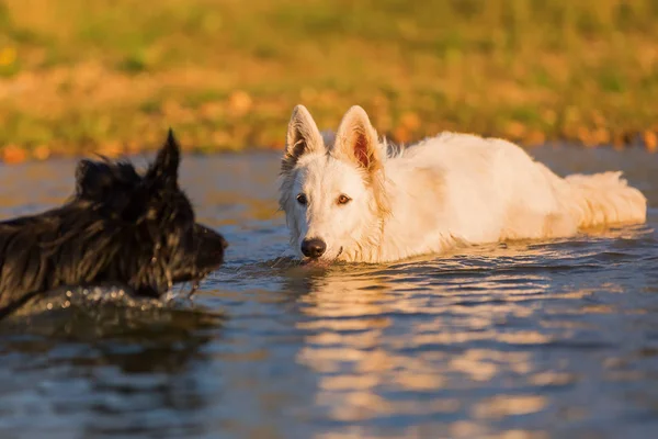Weißer Schäferhund und ein schwarzer Hund im Wasser — Stockfoto
