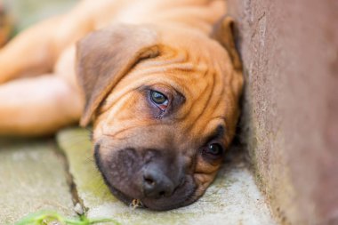 tembel Rodezya Ridgeback portresi
