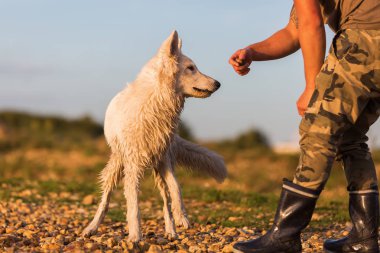 bir çakıl Plajı'nda beyaz Alman kurdu portresi