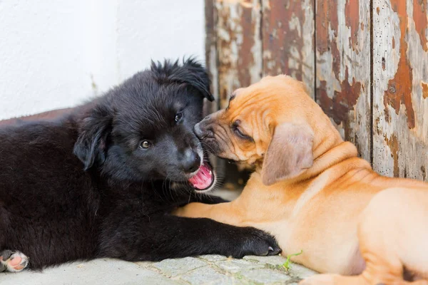 Rhodesian Ridgeback en Australian Shepherd puppies samenspelen — Stockfoto