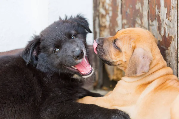 Birlikte oynayan Rodezya Ridgeback ve Avustralyalı çoban yavruları
