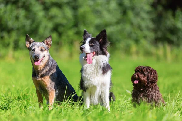 Portræt af tre forskellige hunderacer sidder på en eng - Stock-foto