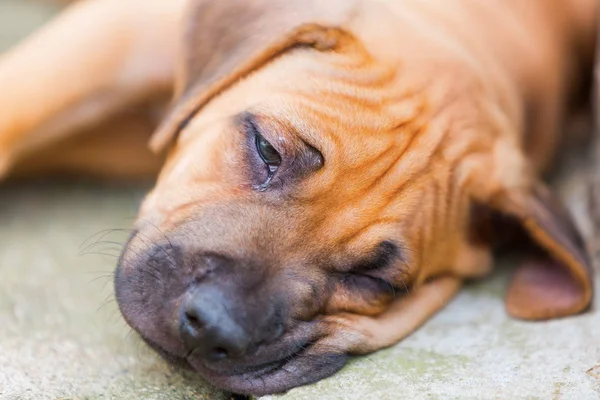 tembel Rodezya Ridgeback portresi