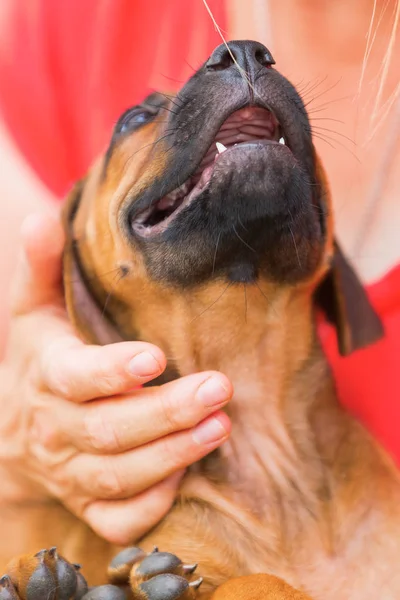 Žena má v rukou štěně rhodéského ridgebacka — Stock fotografie