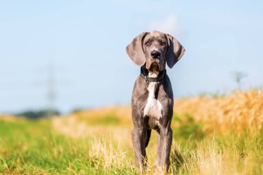 bir Danua köpek yavrusu ülke yol üzerindeki portresi