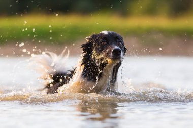 kenar kömür ocağı bir gölde yüzüyor
