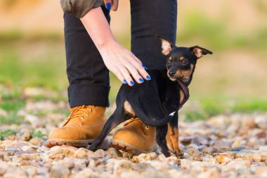 Kadın eli pinscher melez köpek yavrusu vuruş