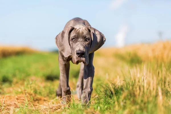 Danua köpek yavrusu bir ülke yolda çalışır