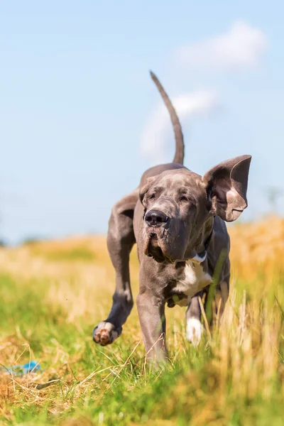 Gran cachorro danés corre por un camino de campo —  Fotos de Stock