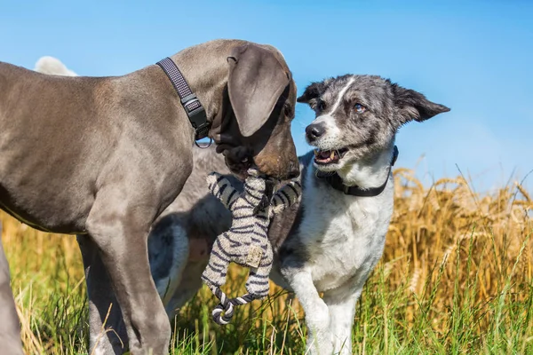 Danua köpek ve bir ülke yolda oynayan bir Avustralyalı çoban