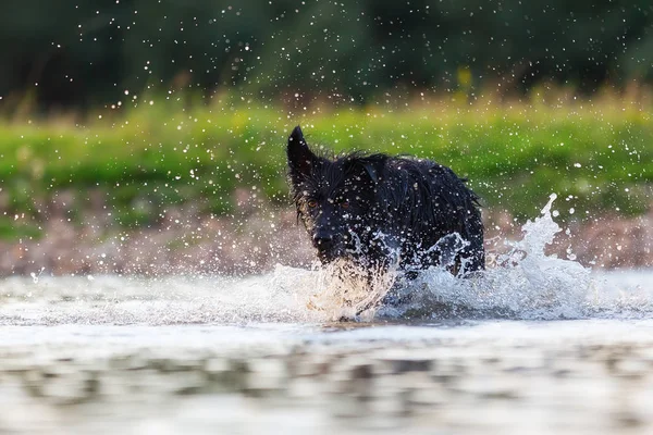 Harzer Fuchs - гибрид австралийской овчарки, бегущий в озере — стоковое фото